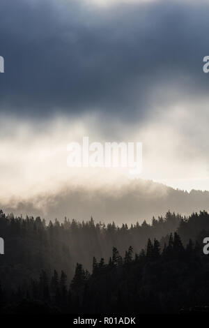 Ein küstenwald von Redwood Bäumen wächst in Nordkalifornien. Redwoods wachsen nur in einem begrenzten Bereich aufgrund der genauen Temperatur und Feuchtigkeit. Stockfoto