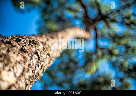 Kiefer stamm, Hinojos, Spanien Stockfoto