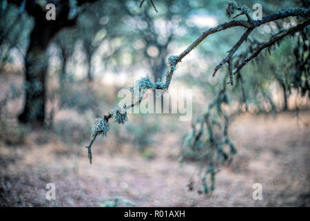 Moss auf eine Steineiche Zweig, Spanien Stockfoto