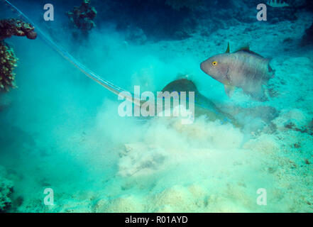 Blue Spotted Stingray oder Blaupunktrochen ribbontail Ray, Taeniura lymma, Graben im Sand, mit hoffnungsvollem Red breasted Lippfisch, Hamata, Rotes Meer, Ägypten Stockfoto