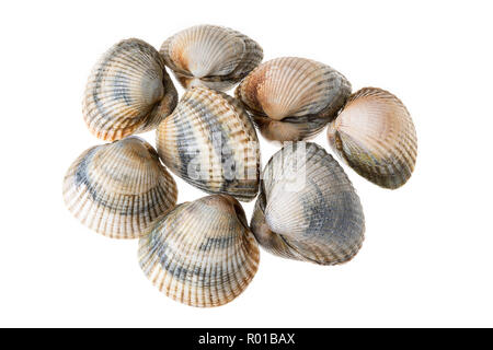 Frische Herzmuscheln isoliert auf weißem Hintergrund. Cerastoderma edulis. Muschelart Stockfoto