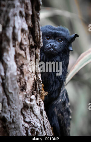 Red-Handed Tamarin Nahaufnahme von Gesicht und Augen Stockfoto