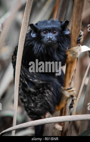 Red-Handed Tamarin Nahaufnahme von Gesicht und Augen Stockfoto