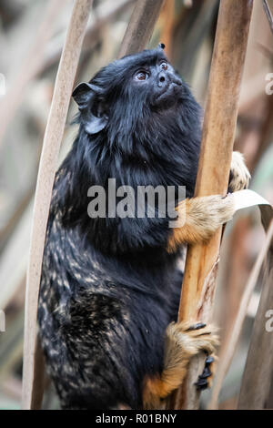 Red-Handed Tamarin Nahaufnahme von Gesicht und Augen Stockfoto