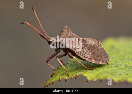 Dock Bug (Coreus Marginatus) am Dornbusch Blatt thront. Tipperary, Irland Stockfoto