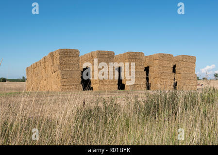 Sommer Ernte von Heu im südlichen Ontario. Die gestapelten Quaderballen von Heu warten auf die Farm. Stockfoto