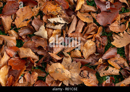 Blätter im Herbst, Chipping, Preston, Lancashire. Stockfoto