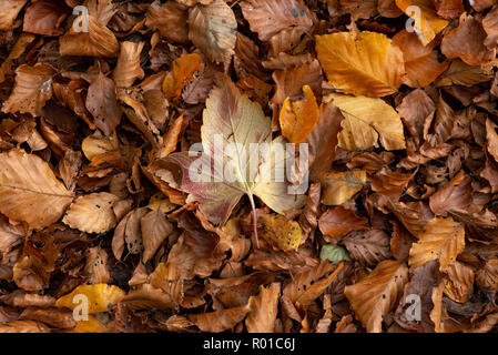 Blätter im Herbst, Chipping, Preston, Lancashire. Stockfoto