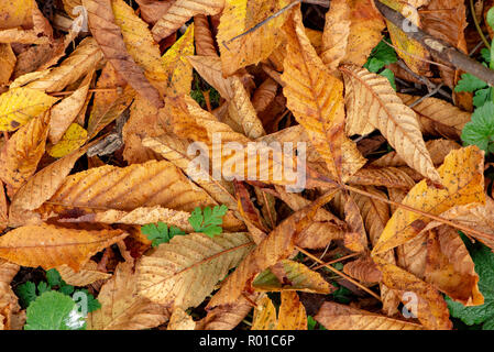 Blätter im Herbst, Chipping, Preston, Lancashire. Stockfoto