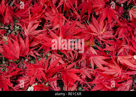 Blätter im Herbst, Chipping, Preston, Lancashire. Stockfoto