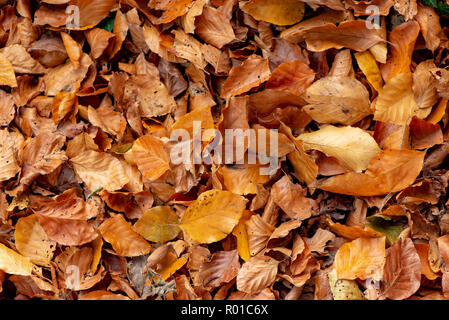 Blätter im Herbst, Chipping, Preston, Lancashire. Stockfoto