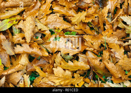 Braun, nasses Laub auf dem Boden liegend im Herbst in einen Englischen Garten Stockfoto