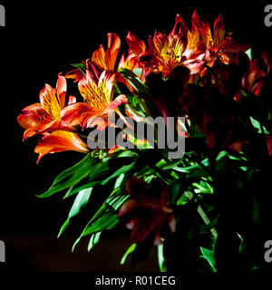 Peruanische lily Alstroemeria in Blüte vor einem schwarzen Hintergrund Stockfoto
