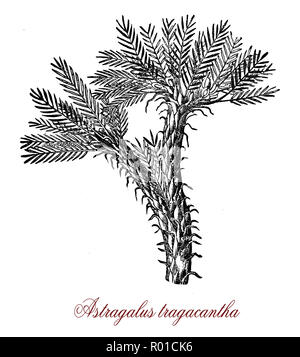 Vintage botanischen Gravur von astragal tragacantha, ein milkvetch wachsen in sandigen Böden rund um die Strände des Mittelmeers, die Herkunft der natürlichen Gummi Traganth, mit getrockneten sap gemacht. Stockfoto