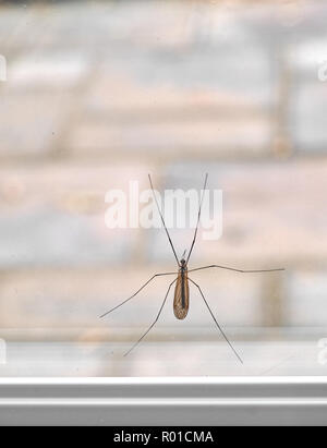 Schlanke langbeinige männlichen Kran-fly (Daddy Long Legs) Festhalten an einem Fenster. Stockfoto