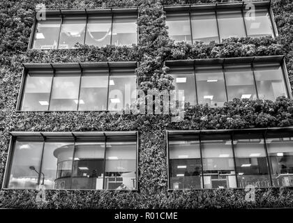 MTV Camden, grüne lebende Mauer, Biotecture Office, die Hauptverwaltung von Viacom und sein vertikaler Garten in Camden in london Stockfoto