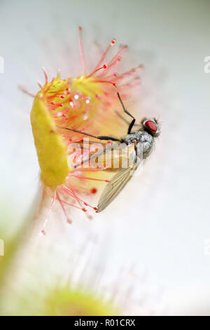 Sonnentau, Drosera rotundifolia, Fütterung auf einer Fliege, Thricops semicinereus Stockfoto