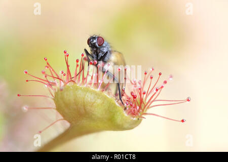 Sonnentau (Drosera rotundifolia) Ernährung auf einer Fliege (Thricops semicinereus) Stockfoto