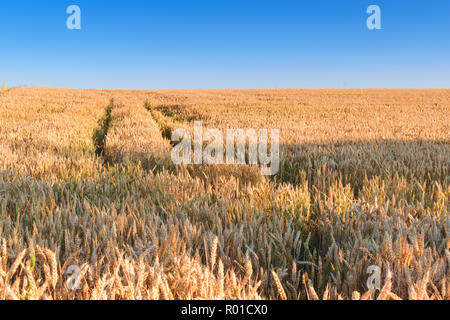 Müsli Feld bereit mit blauem Himmel geerntet zu werden. Stockfoto