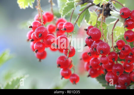 Die rote Johannisbeere, oder Rote Johannisbeere (Ribes rubrum), Beeren und Morgentau Stockfoto