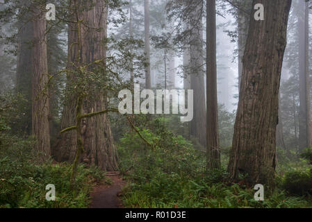 Redwood Bäume und Nebel in Lady Bird Johnson Grove, Redwoods National- und Staatsparks, Kalifornien. Stockfoto