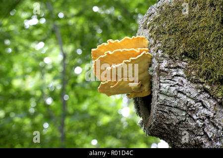 Wunderschöne goldene Schwefel polypore, Laetiporus sulfureus, wächst an einer alten Eiche. Stockfoto