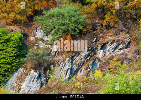 Schönen und bunten Herbst am Rhein, Deutschland Stockfoto