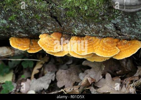 Eine orange polypore, Pycnoporellus fulgens Stockfoto