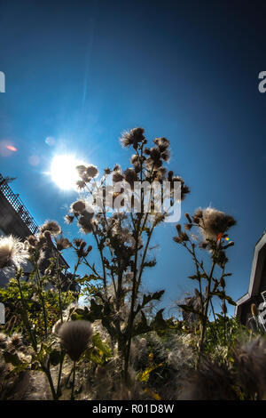 Kontrastarme, flache Fokusansicht der Lippe eines alten Gewölbes aus