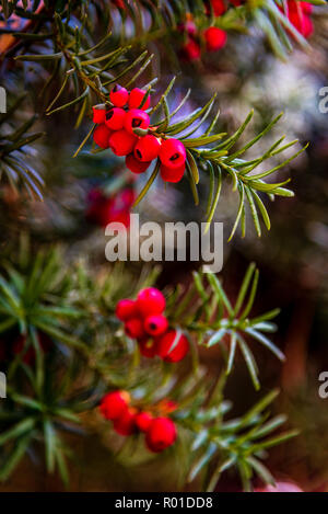 Eibe berry Makro im Finch Arboretum, Spokane, Washington, USA Stockfoto