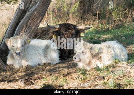 Highland Cattle, Oberweser, Weserbergland, Nordrhein-Westfalen, Hessen, Deutschland Stockfoto