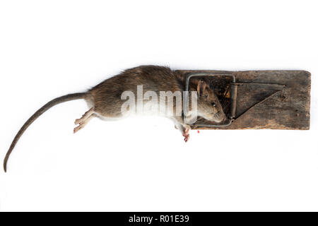 Tote Ratte in der Falle Stockfoto