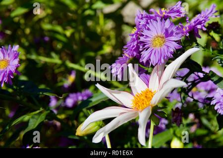 Aster amellus und einem sternförmigen Dahlia Stockfoto