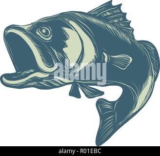 Scratchboard stil Abbildung eines Barramundi oder asiatischen Seebarsch, einer Art von Katadromer Fisch in der Familie der Latidae Perciformedone, springen auf Stock Vektor