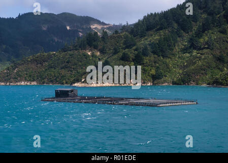 Ansicht einer Oyster Farm in den Marlborough Sounds, von der Fähre auf ein Überschreiten der Cook Strait von Neuseeland gesehen. Stockfoto