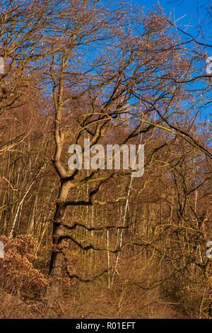 Knorrigen alten Baum fast ohne Laub im Wald Stockfoto