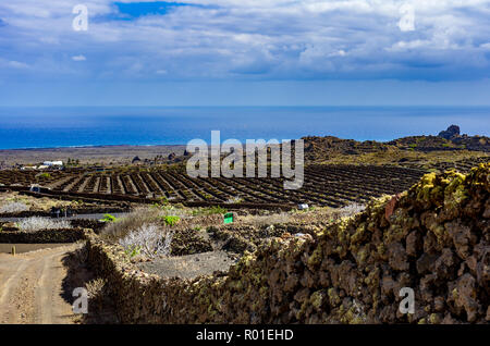 Typische Weinberg auf Lanzarote in der Nähe von Las Hoyas Stockfoto