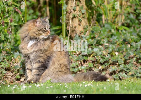 Angora Katze (Felis catus) sitzen auf Gras unter Efeu Stockfoto