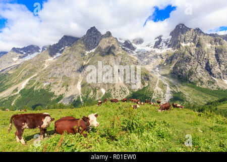 Kühe grasen in Frettchen Tal. Bonatti Hütte, Frettchen Tal, Courmayeur, Aostatal, Italien, Europa Stockfoto