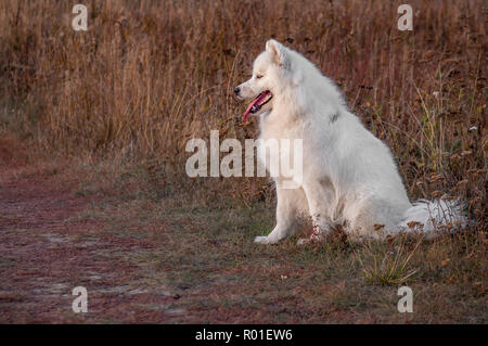 Siberian husky Samojeden im Park auf Herbst Sonnenuntergang seitlich Stockfoto