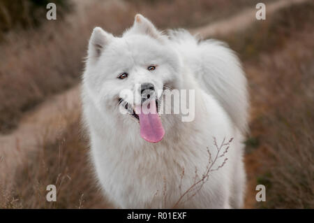 Happy Siberian husky Samojeden im Park auf Herbst Sonnenuntergang auf der Seite Stockfoto