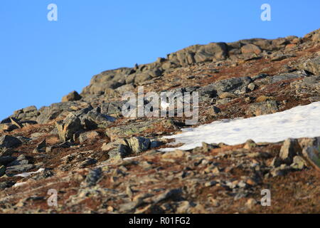 Ptarmigan/Grouse auf einem felsigen und schneebedeckten Berge im Frühling Stockfoto