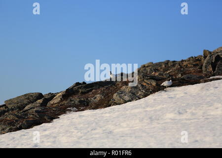 Ptarmigan/Grouse auf einem felsigen und schneebedeckten Berge im Frühling Stockfoto