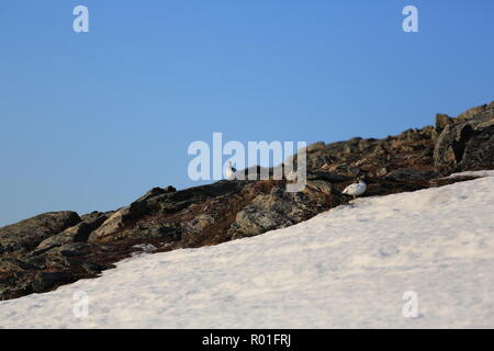 Ptarmigan/Grouse auf einem felsigen und schneebedeckten Berge im Frühling Stockfoto