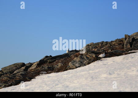 Ptarmigan/Grouse auf einem felsigen und schneebedeckten Berge im Frühling Stockfoto