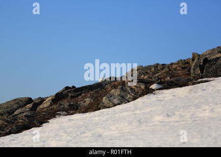 Ptarmigan/Grouse auf einem felsigen und schneebedeckten Berge im Frühling Stockfoto