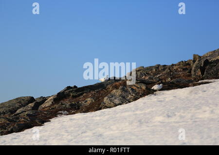 Ptarmigan/Grouse auf einem felsigen und schneebedeckten Berge im Frühling Stockfoto