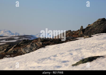 Ptarmigan/Grouse auf einem felsigen und schneebedeckten Berge im Frühling Stockfoto