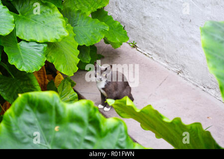 Schöne Katze von wunderschönen grünen Pflanzen umgeben Stockfoto