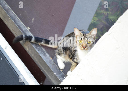 Katze auf Balkon Stockfoto